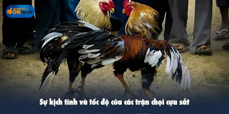 Sự kịch tính và tốc độ của các trận chọi cựa sắt