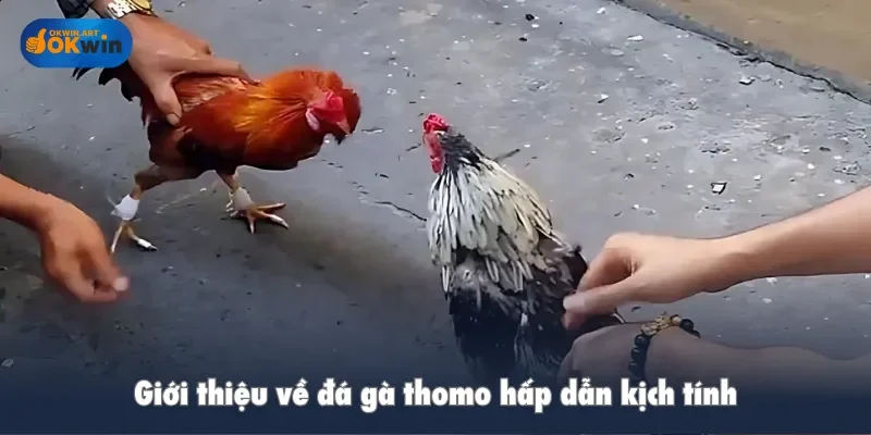 Giới thiệu về đá gà thomo hấp dẫn kịch tính