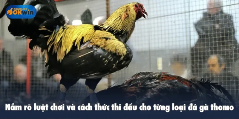 Nắm rõ luật chơi và cách thức thi đấu cho từng loại đá gà thomo