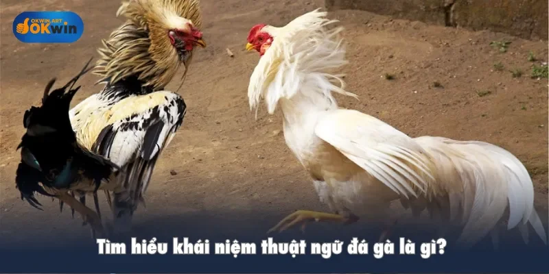 Thuật ngữ đá gà là gì, tìm hiểu khái niệm