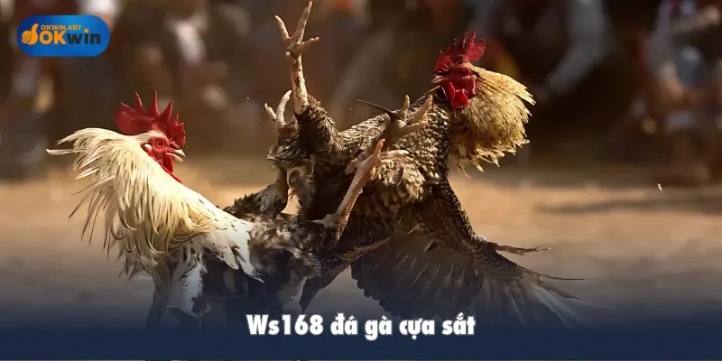 Ws168 đá gà cựa sắt